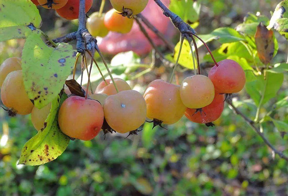 做罐头教程苹果版
:这水果又酸又涩，掉一地没人捡，但做水果罐头好吃，秋天多做点可以吃半年