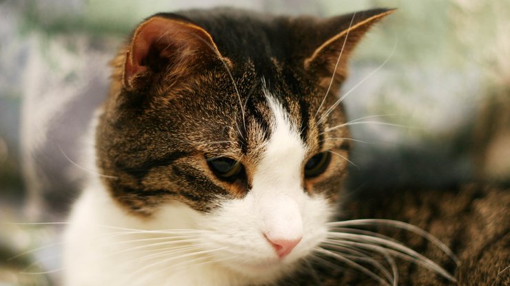 手机安卓版猫咪会说话的汤姆猫手机版-第2张图片-太平洋在线下载